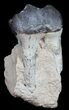 Fossil Brontotherium (Titanothere) Molar - South Dakota #50799-5
